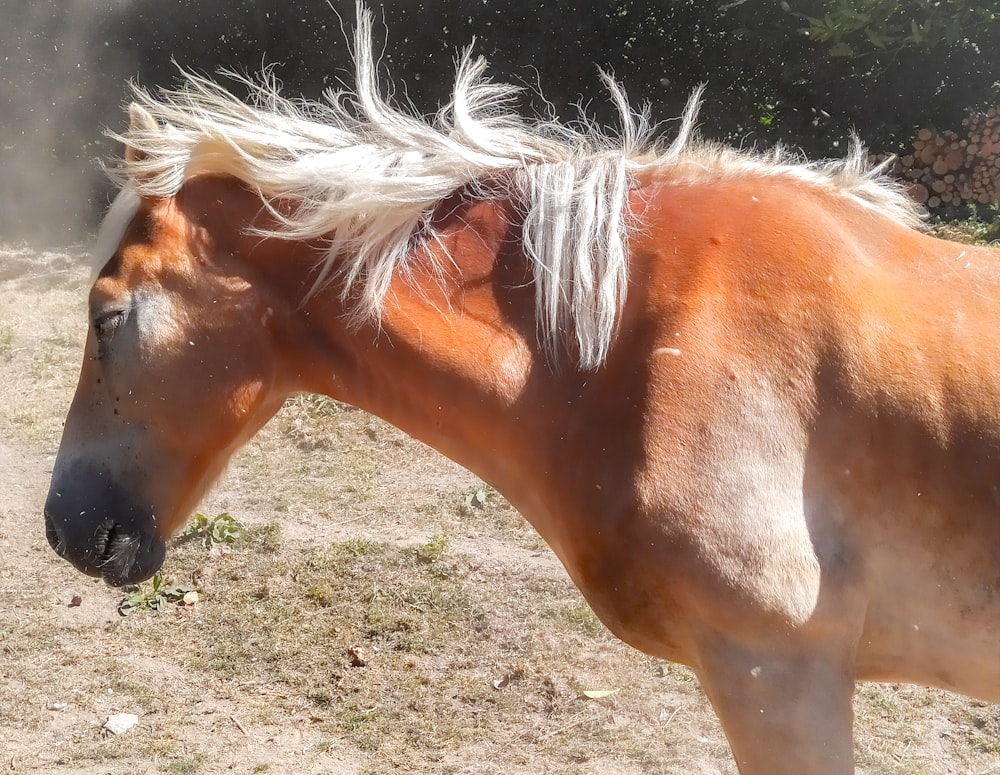 a horse with a long mane