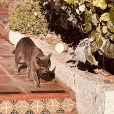A gray cat walks confidently along a sunlit patio with decorative tiles. Lush green foliage borders a step, and a discarded paper cup lies nearby among dry leaves.