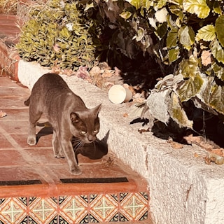 A gray cat walks confidently along a sunlit patio with decorative tiles. Lush green foliage borders a step, and a discarded paper cup lies nearby among dry leaves.