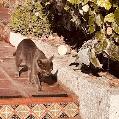 A gray cat walks confidently along a sunlit patio with decorative tiles. Lush green foliage borders a step, and a discarded paper cup lies nearby among dry leaves.
