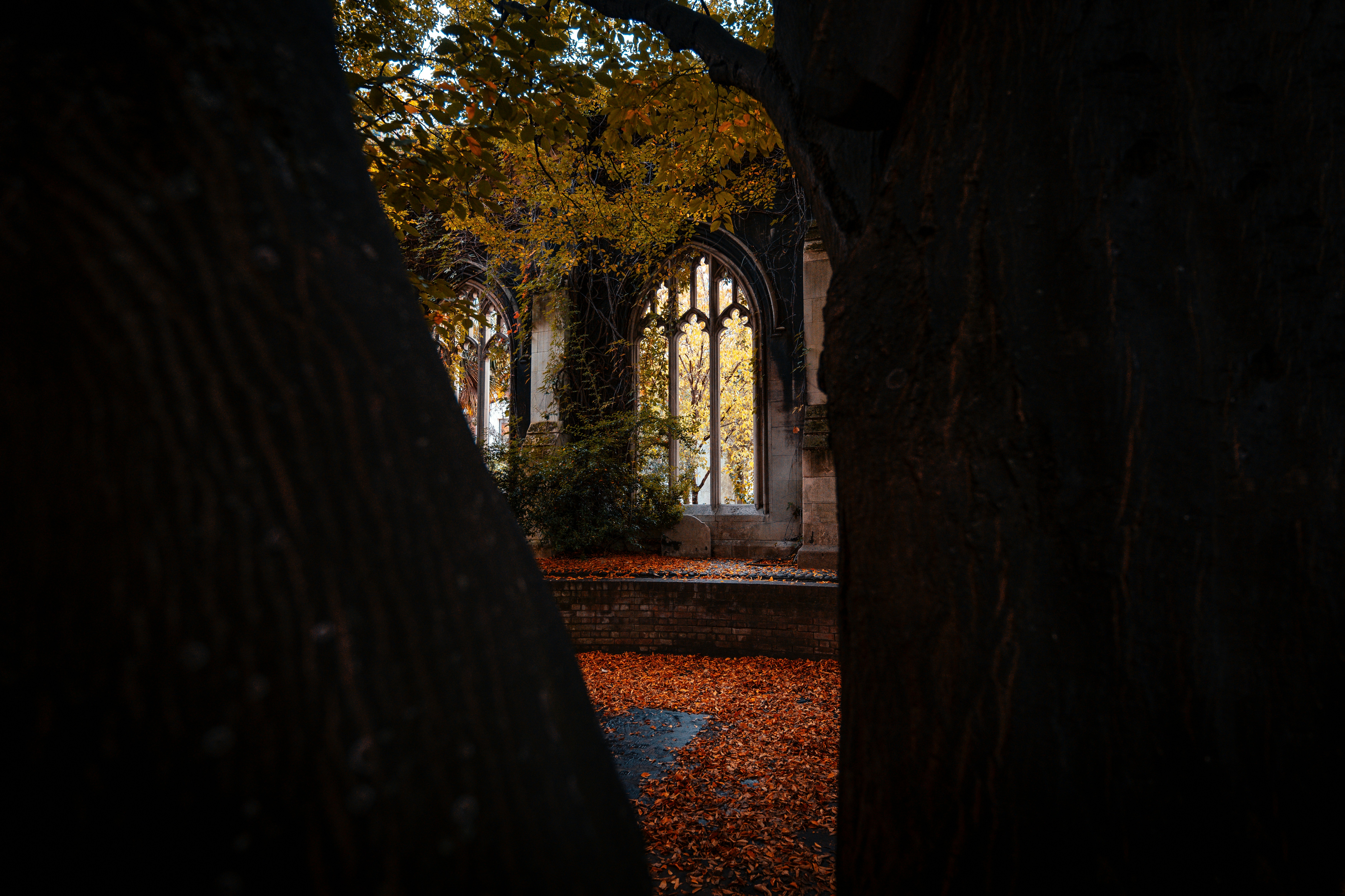 a path through a forest, YouTube.com/@DreySantesson -- St Dunstan in the East Church Garden