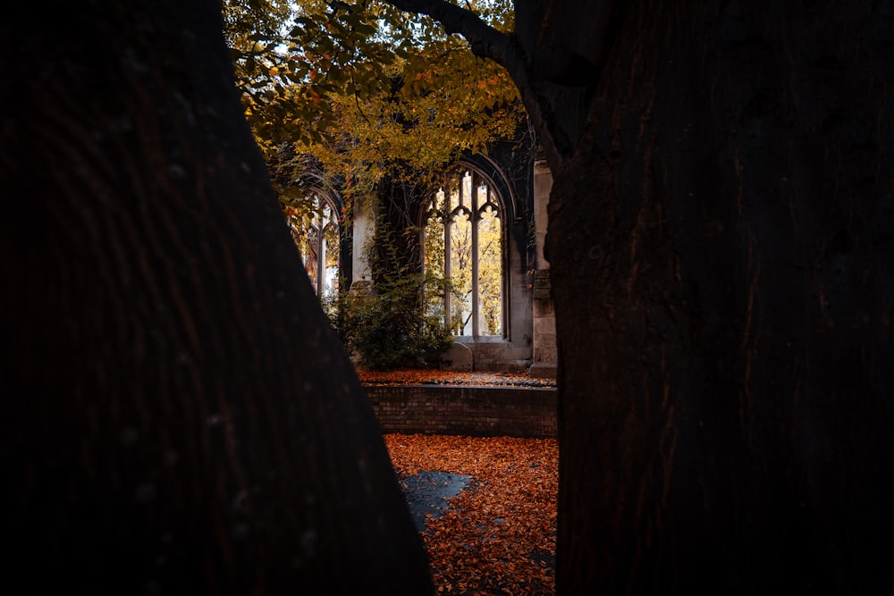 a path through a forest