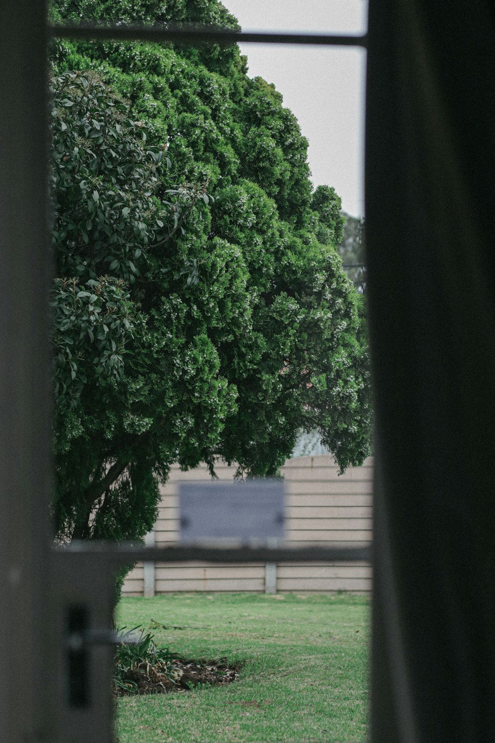 a tree outside a building