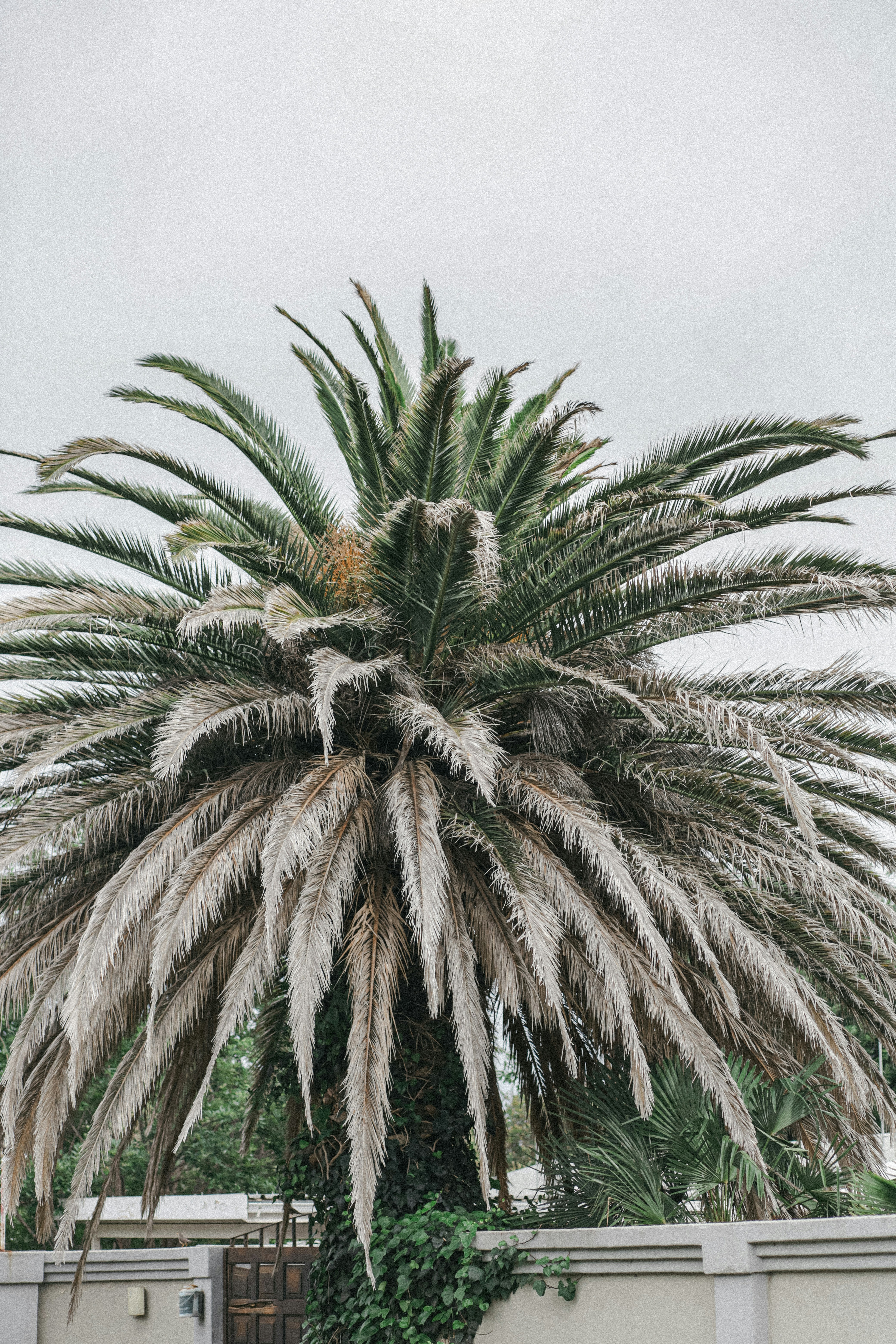 a palm tree in a neighborhood