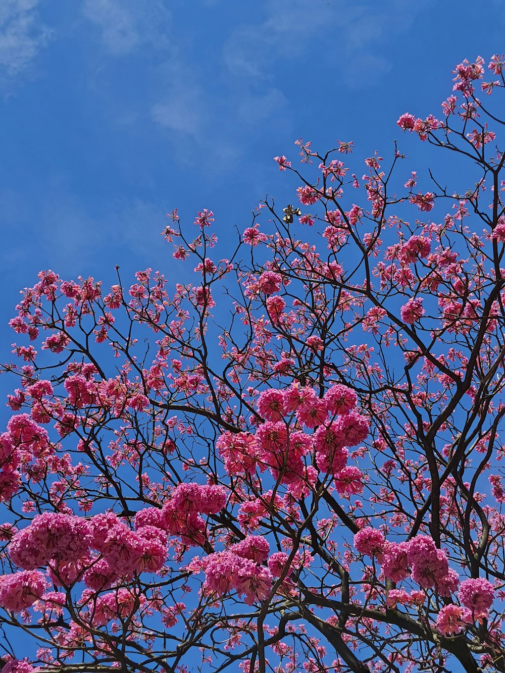 pink flowers on a tree