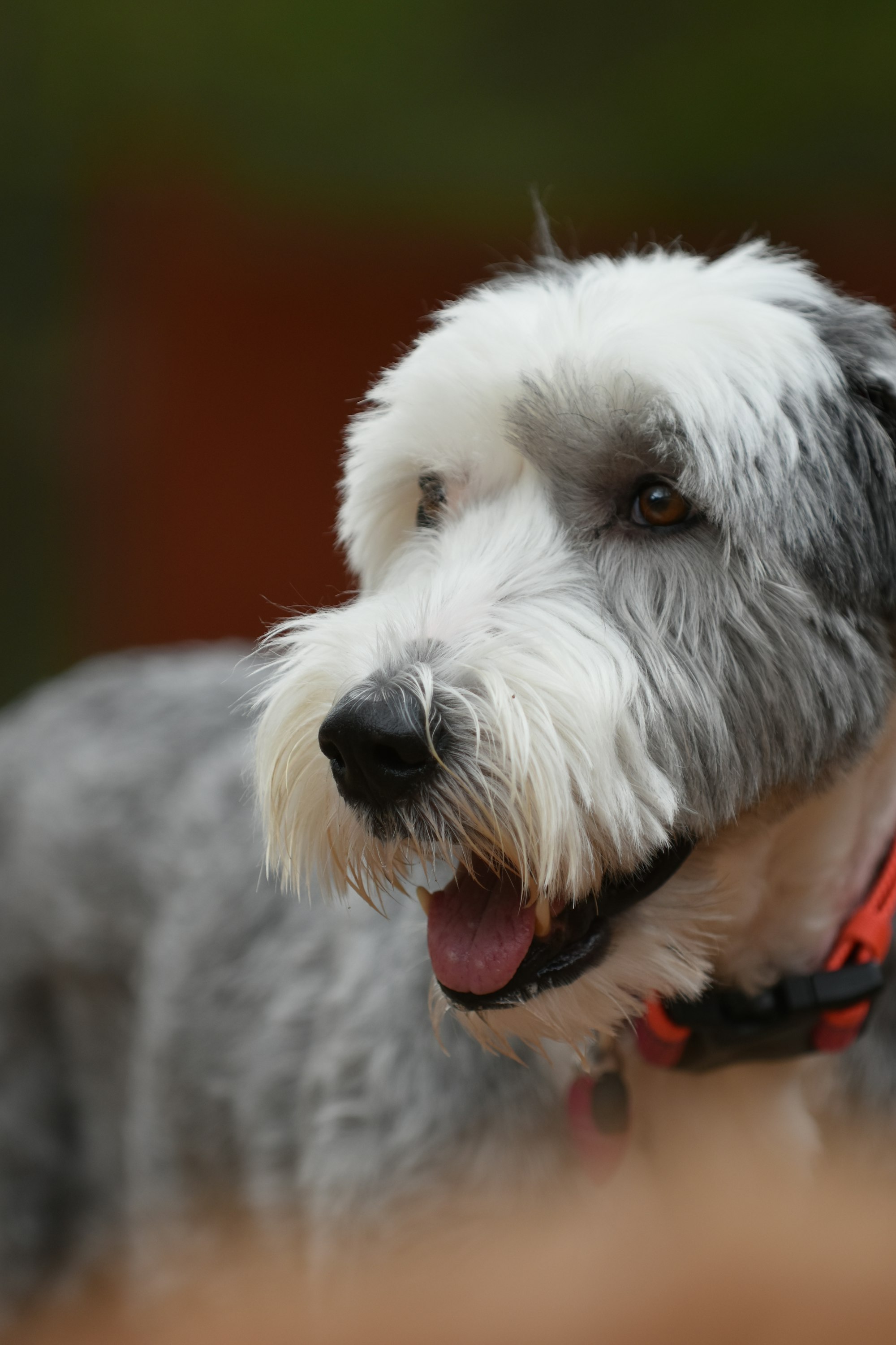 a Mini Sheepadoodle dog with its tongue out