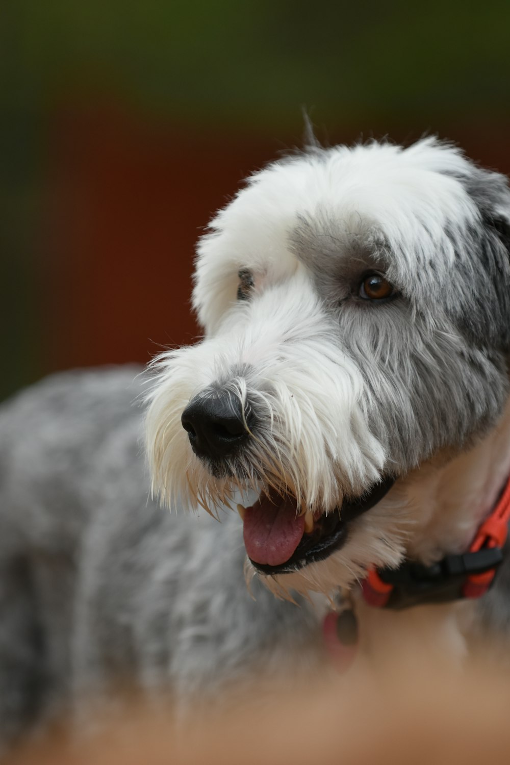 a dog with its tongue out