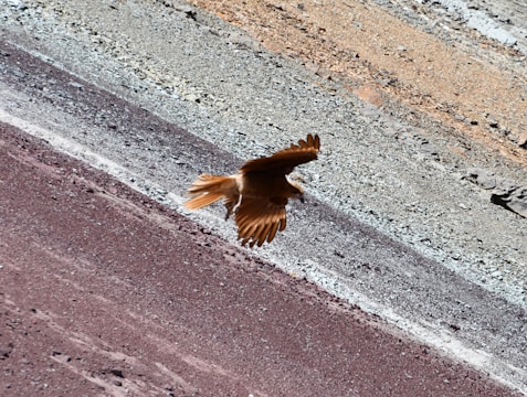 A bird with brown plumage is captured in mid-flight against a background of layered, multicolored rocky terrain. The rocks range in color, displaying shades from tan and gray to rich burgundy, offering a striking contrast to the bird's earthy tones.