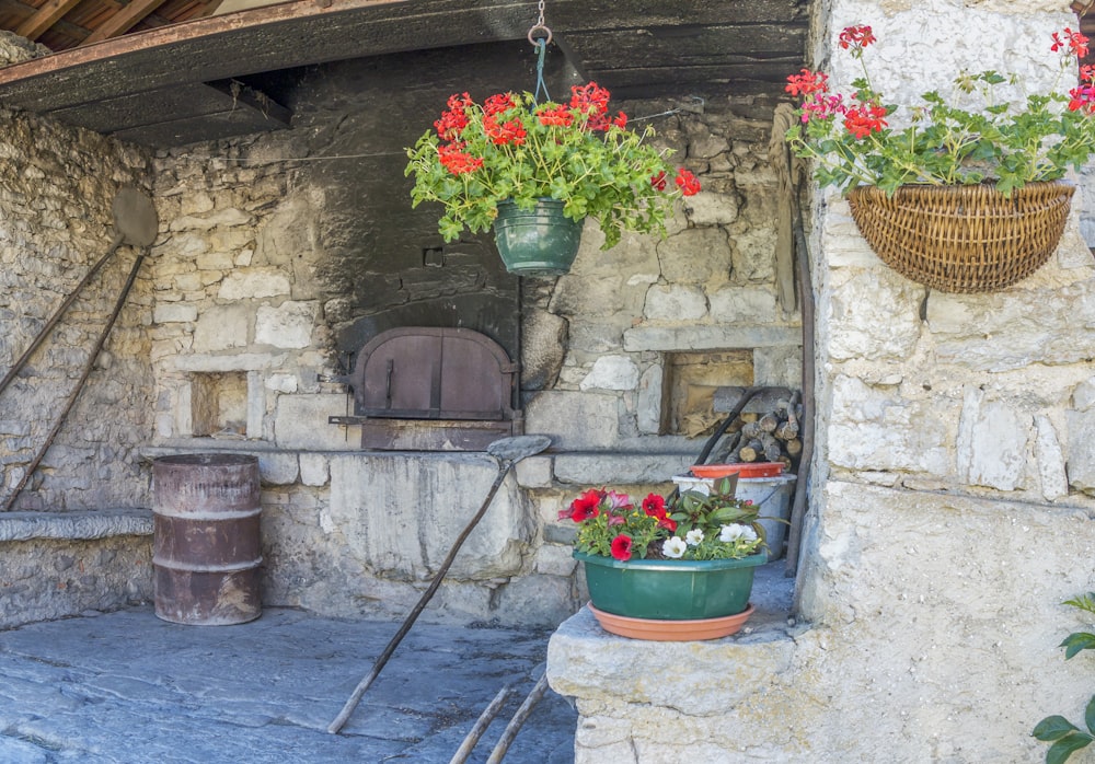 a group of flowers in pots