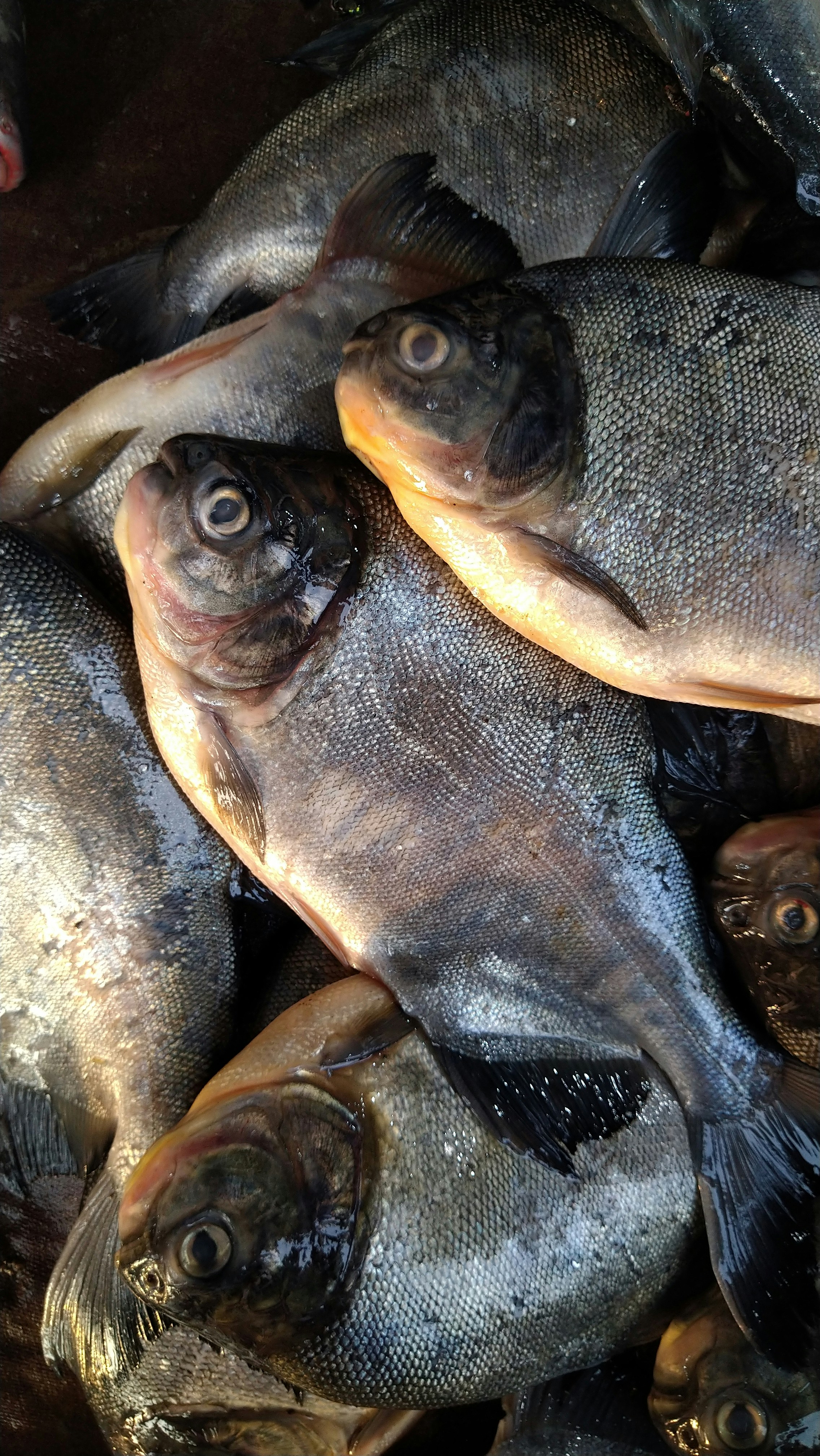 Daily Fresh Fish Catch