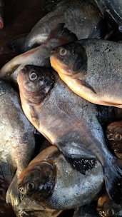 A pile of several fish with dark, shiny skin and visible eyes. The fish are closely packed together, showing their round bodies and fins. The surface of their skin glistens slightly, indicating freshness.