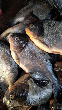 A pile of several fish with dark, shiny skin and visible eyes. The fish are closely packed together, showing their round bodies and fins. The surface of their skin glistens slightly, indicating freshness.