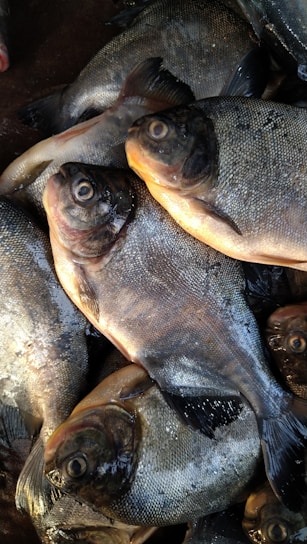 A pile of several fish with dark, shiny skin and visible eyes. The fish are closely packed together, showing their round bodies and fins. The surface of their skin glistens slightly, indicating freshness.