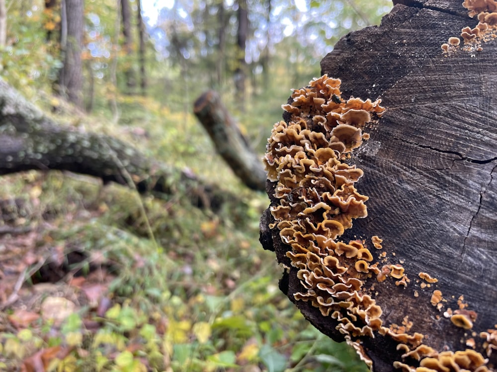 a tree stump with a fungus growing on it