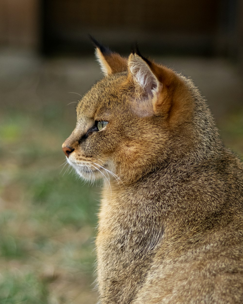 a cat looking at the camera