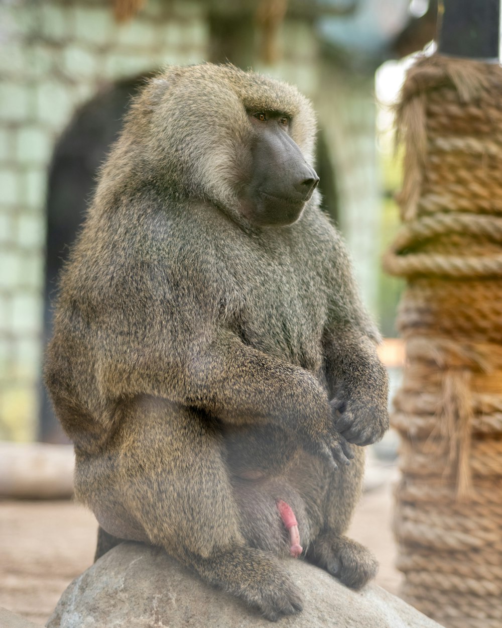 a monkey sitting on a rock