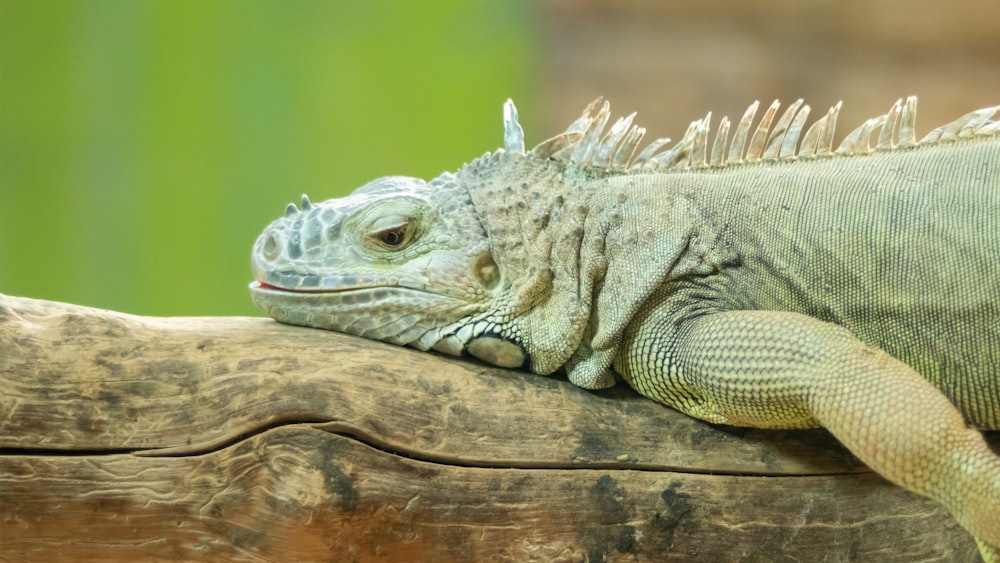 a lizard on a log