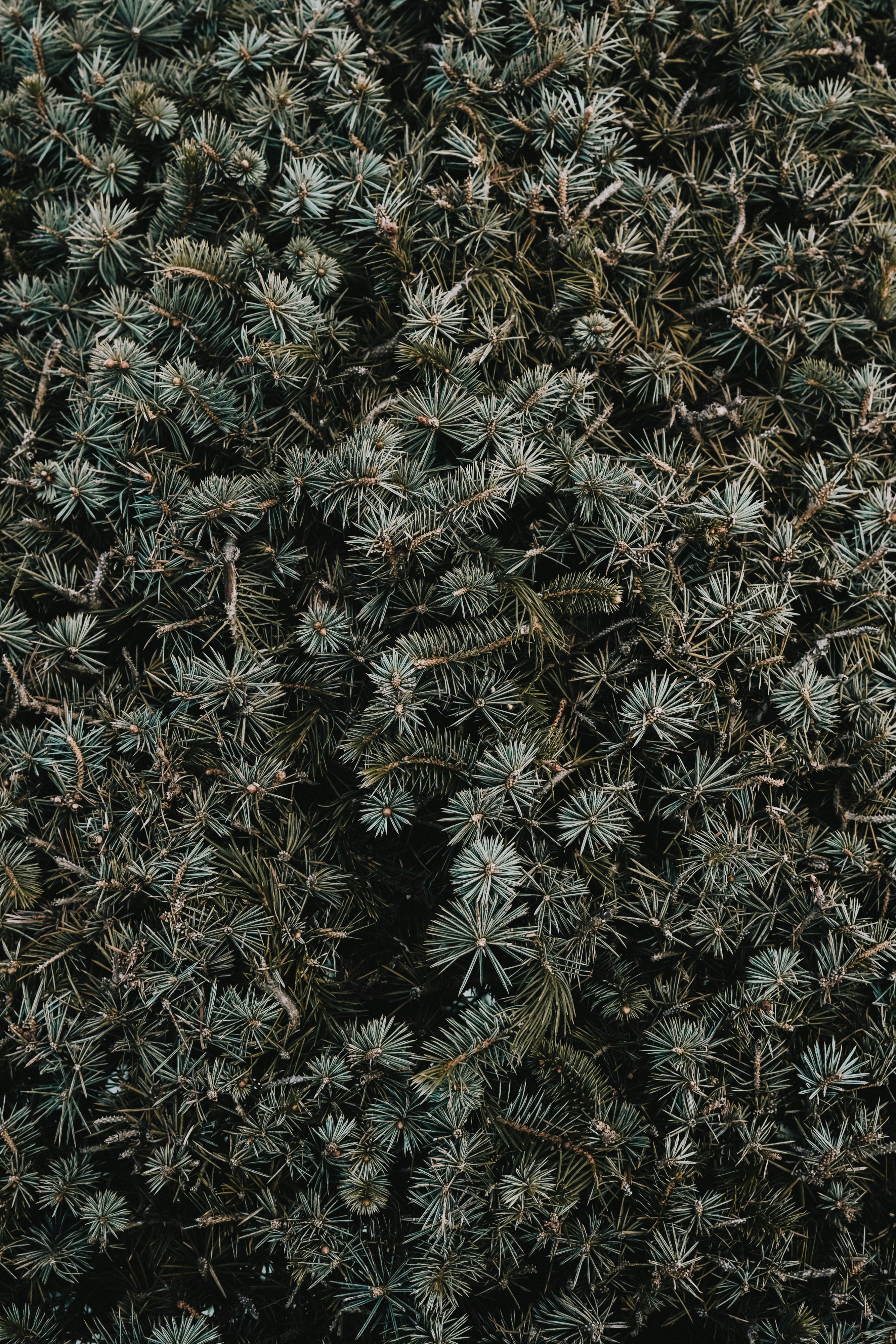 Photo by lawlesscapture