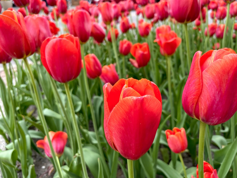 um campo de flores vermelhas