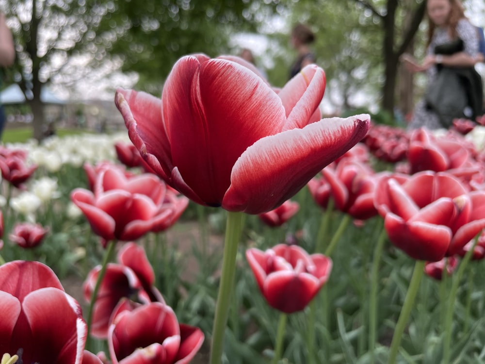 um close up de uma flor