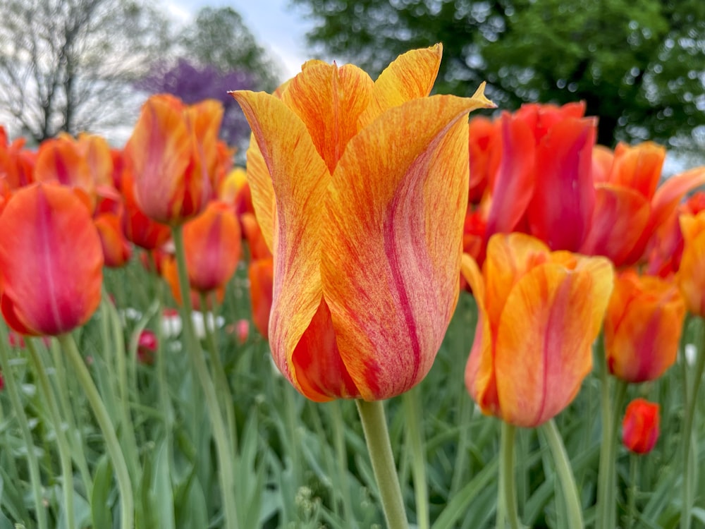 a group of colorful flowers