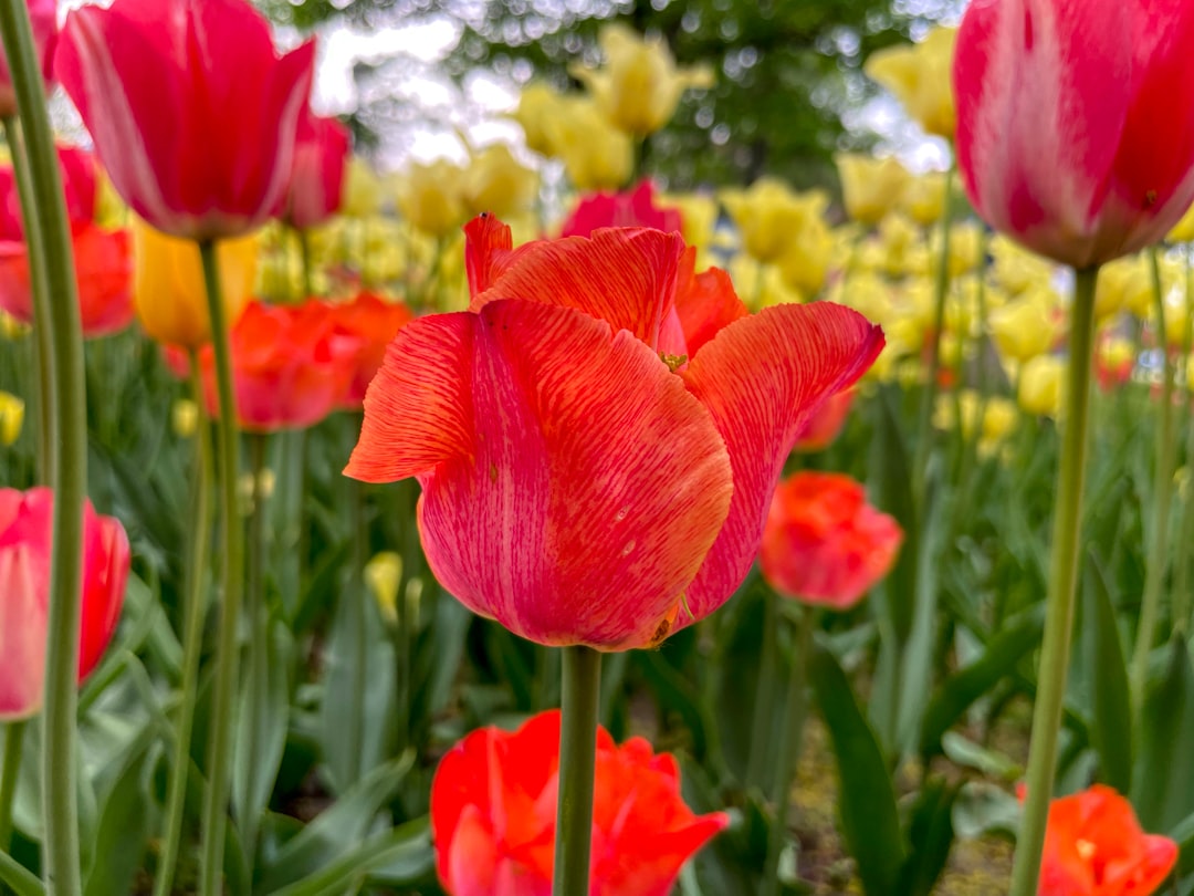 a group of colorful flowers,