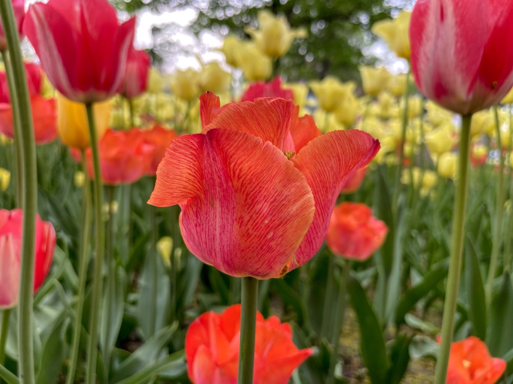 um grupo de flores coloridas