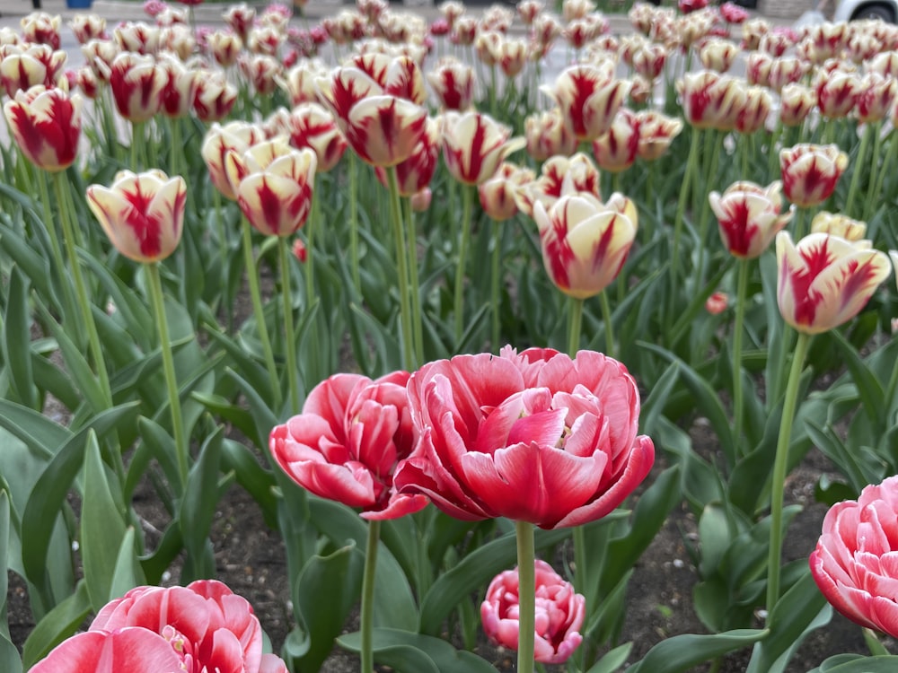 a field of pink flowers