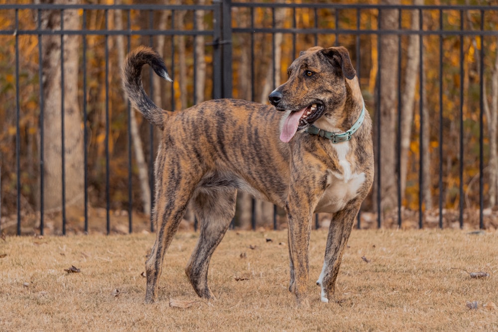 a dog standing in a fenced in area