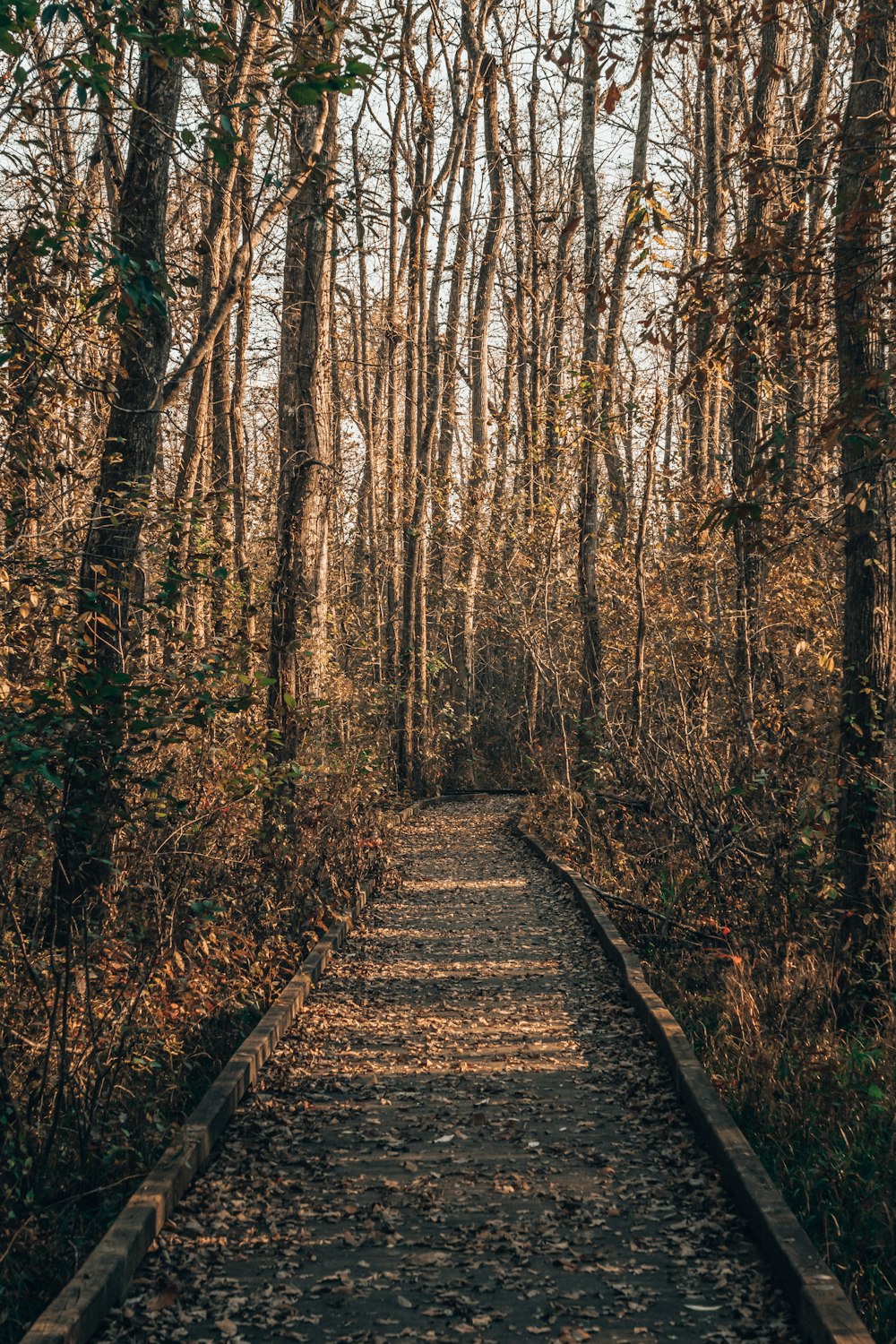 a path through a forest