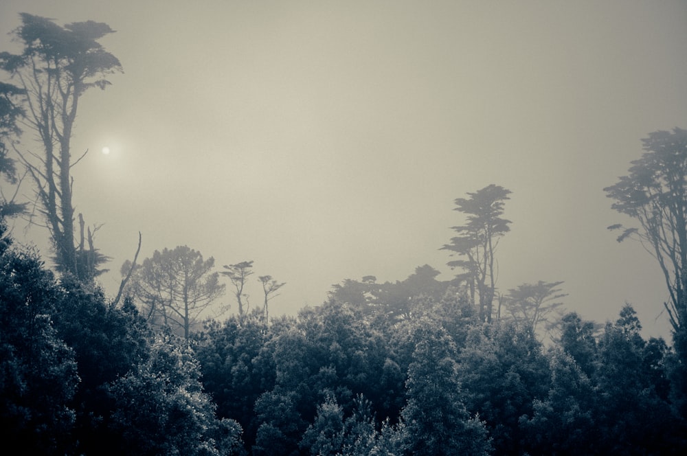 a group of trees with the sun in the background