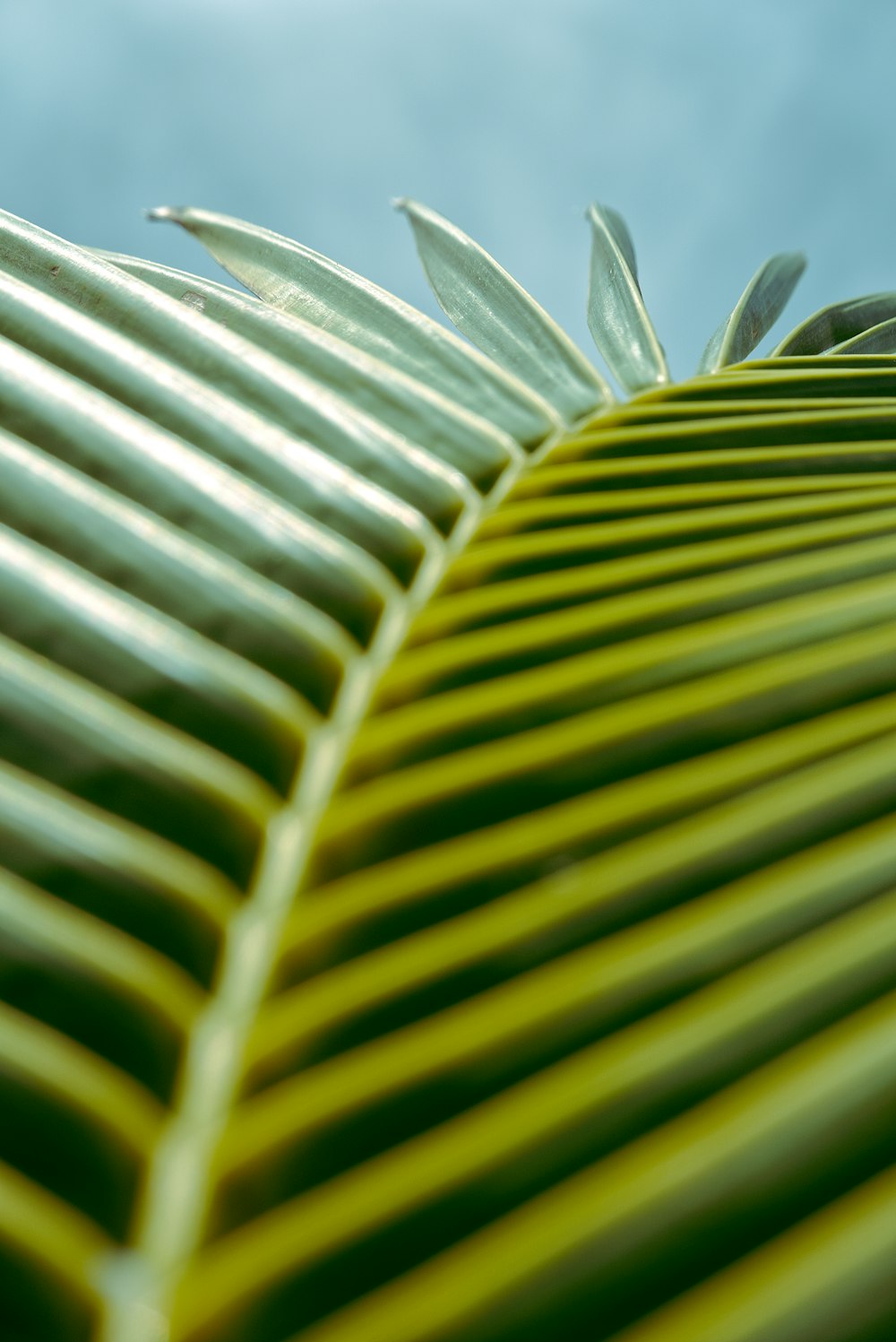 close-up of a green plant