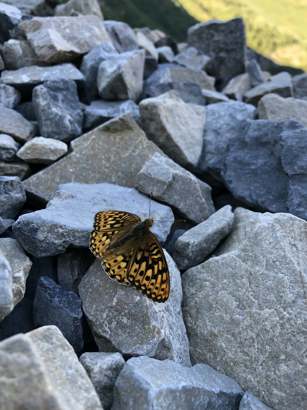 a butterfly on rocks