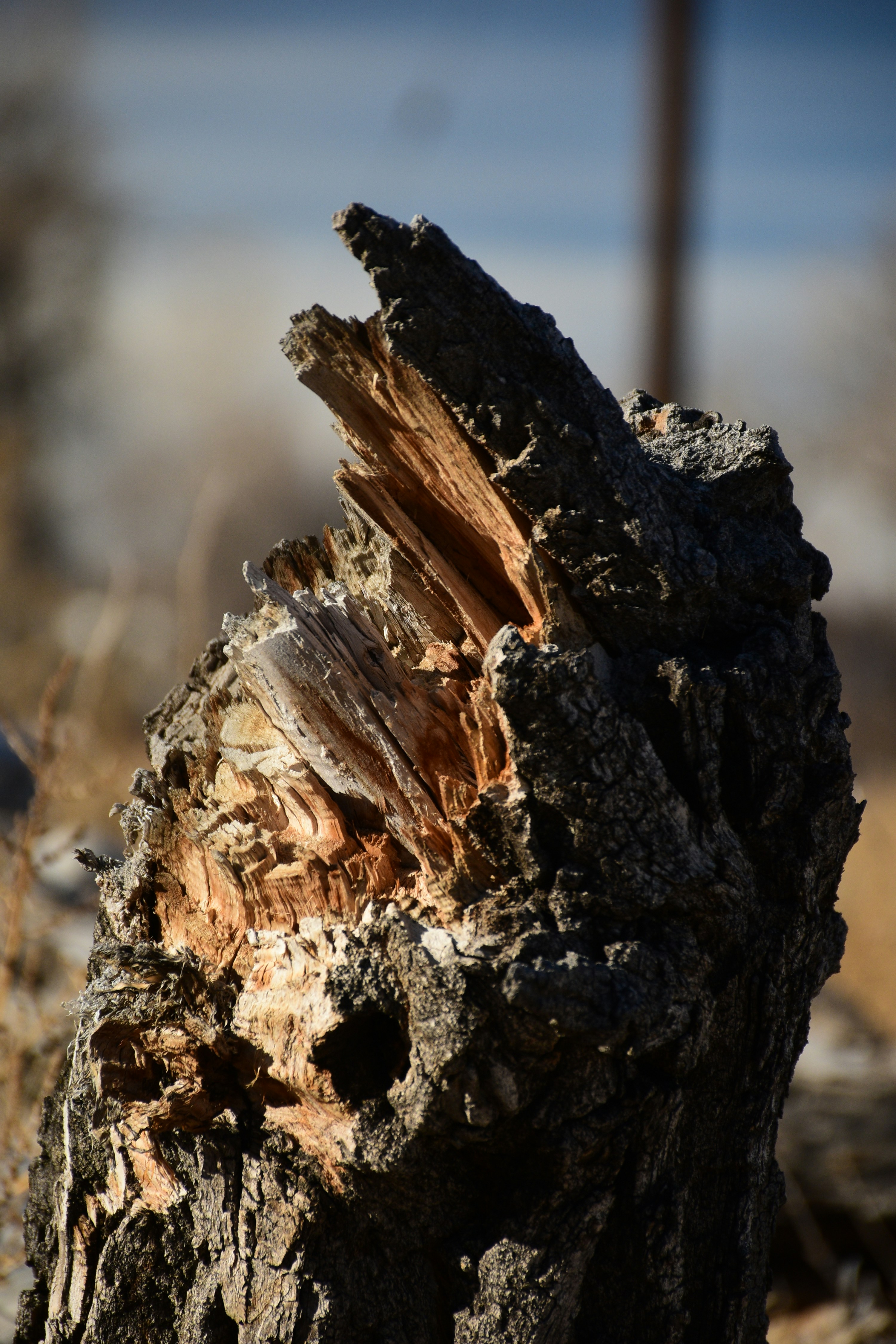 A close-up of a tree trunk photo – Free Wheat ridge Image on Unsplash