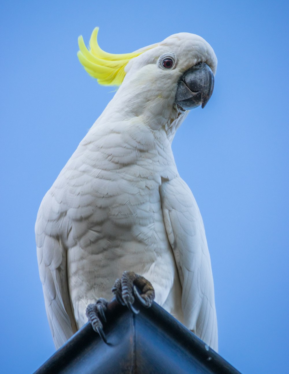 un uccello bianco con una buccia gialla sulla testa
