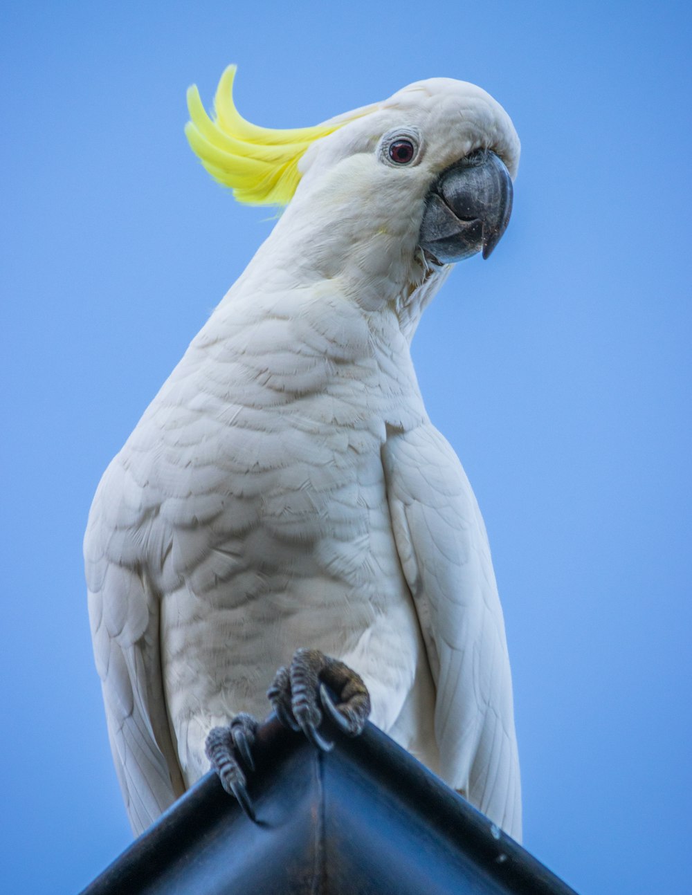 um pássaro branco com uma casca amarela na cabeça