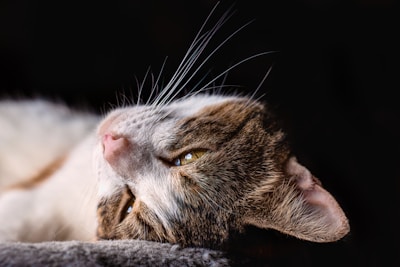 Close-up image of a veterinarian performing an X-ray on a calm cat.