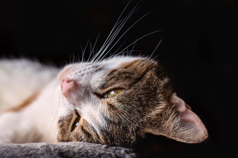 White and brown cat lies on its side, facing right, with tilted head in profile