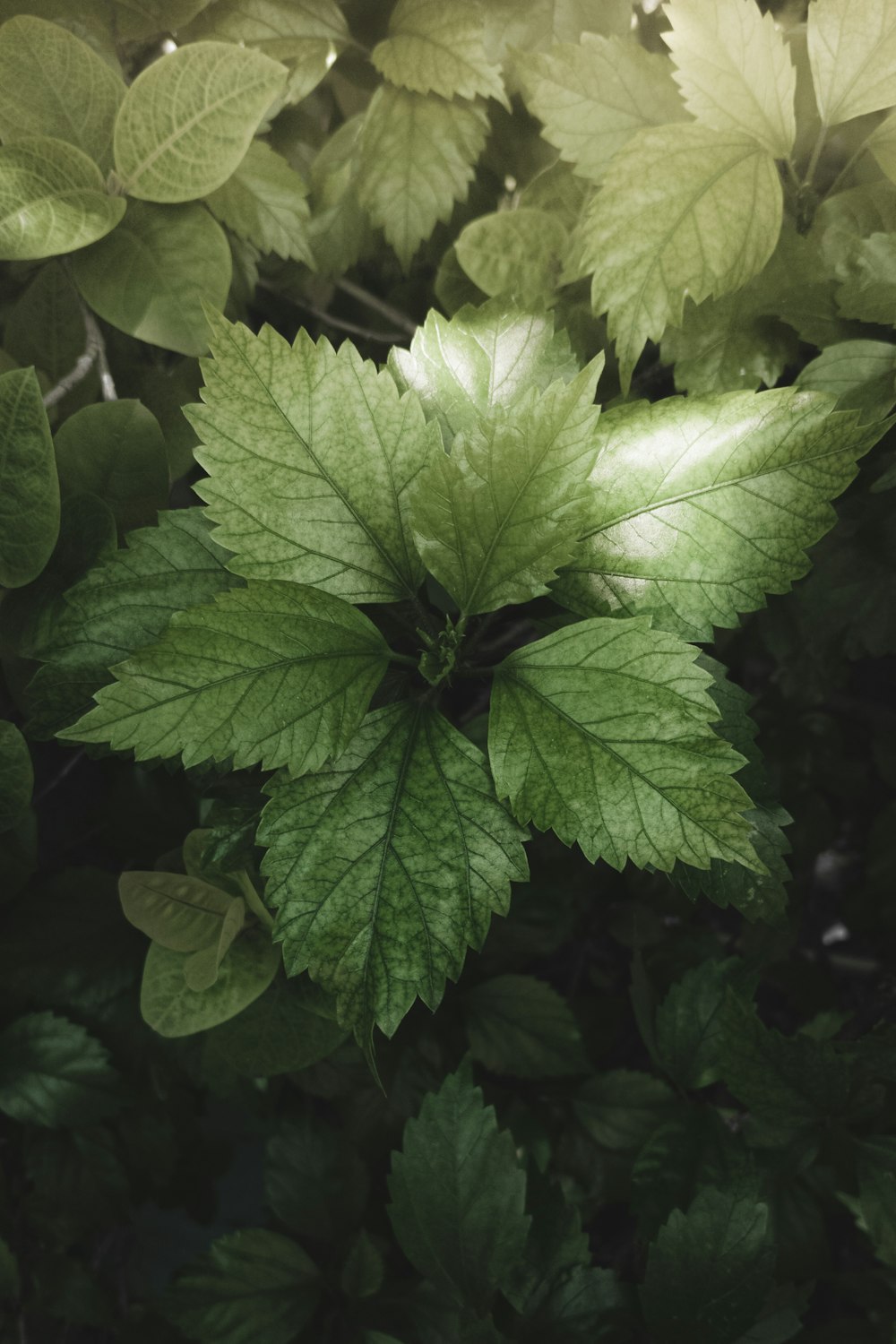 a plant with leaves