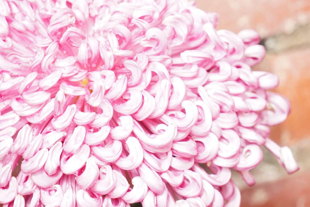 a large group of pink flowers