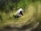A motion-blurred figure appears to be crouching or moving in a dynamic environment dominated by green and yellow tones, suggesting a natural setting like a forest or grassland. The blurred effect creates a circular motion, adding a sense of speed or disorientation.