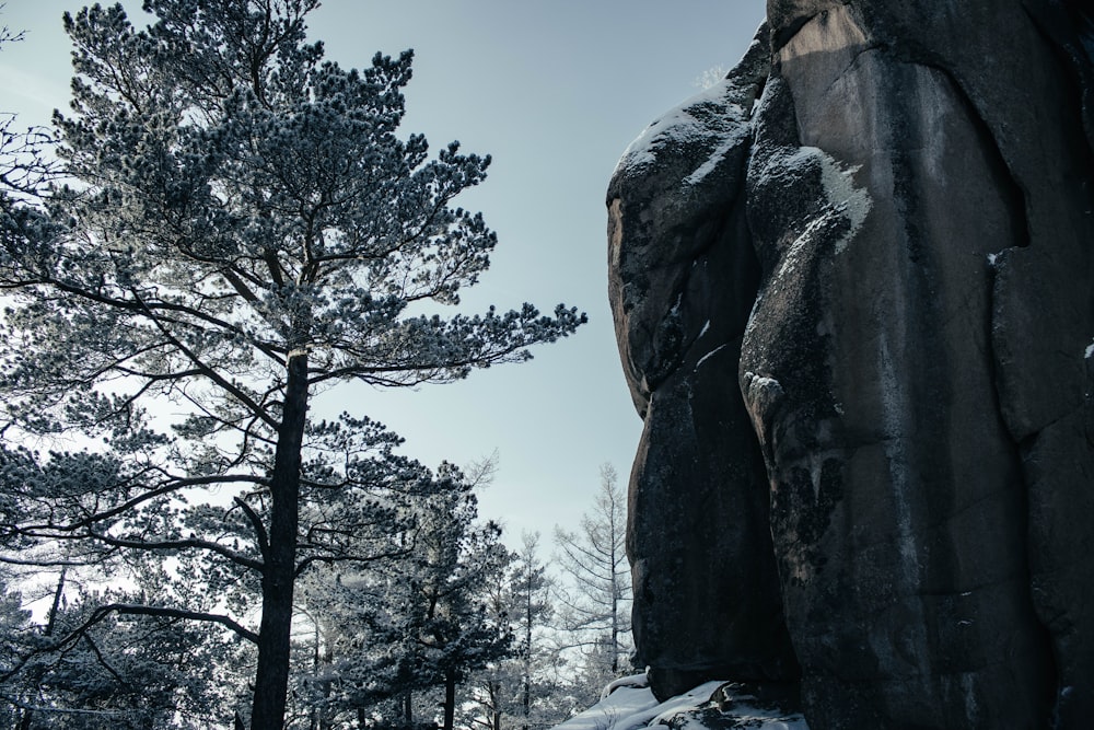 a large rock with a tree in the background