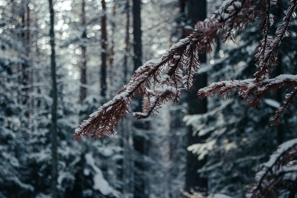 a tree with snow on it