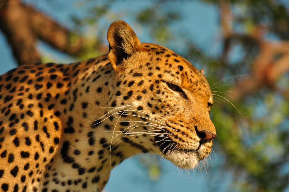 a cheetah with its eyes closed