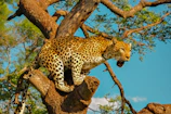 A stealthy leopard perched on a tree limb, eyes focused on the distance.