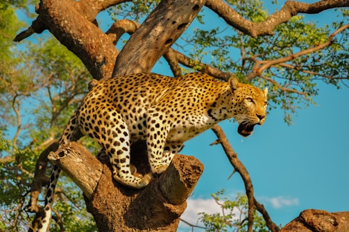 A leopard with a spotted fur pattern cautiously perched on a tree branch, surrounded by dense green foliage and under a clear blue sky. Its ears are perked and body tensed, suggesting a state of alertness.