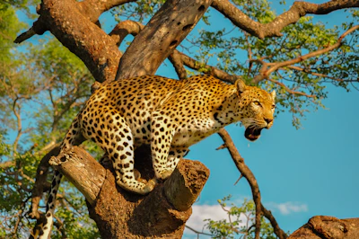 A stealthy leopard perched on a tree limb, eyes focused on the distance.