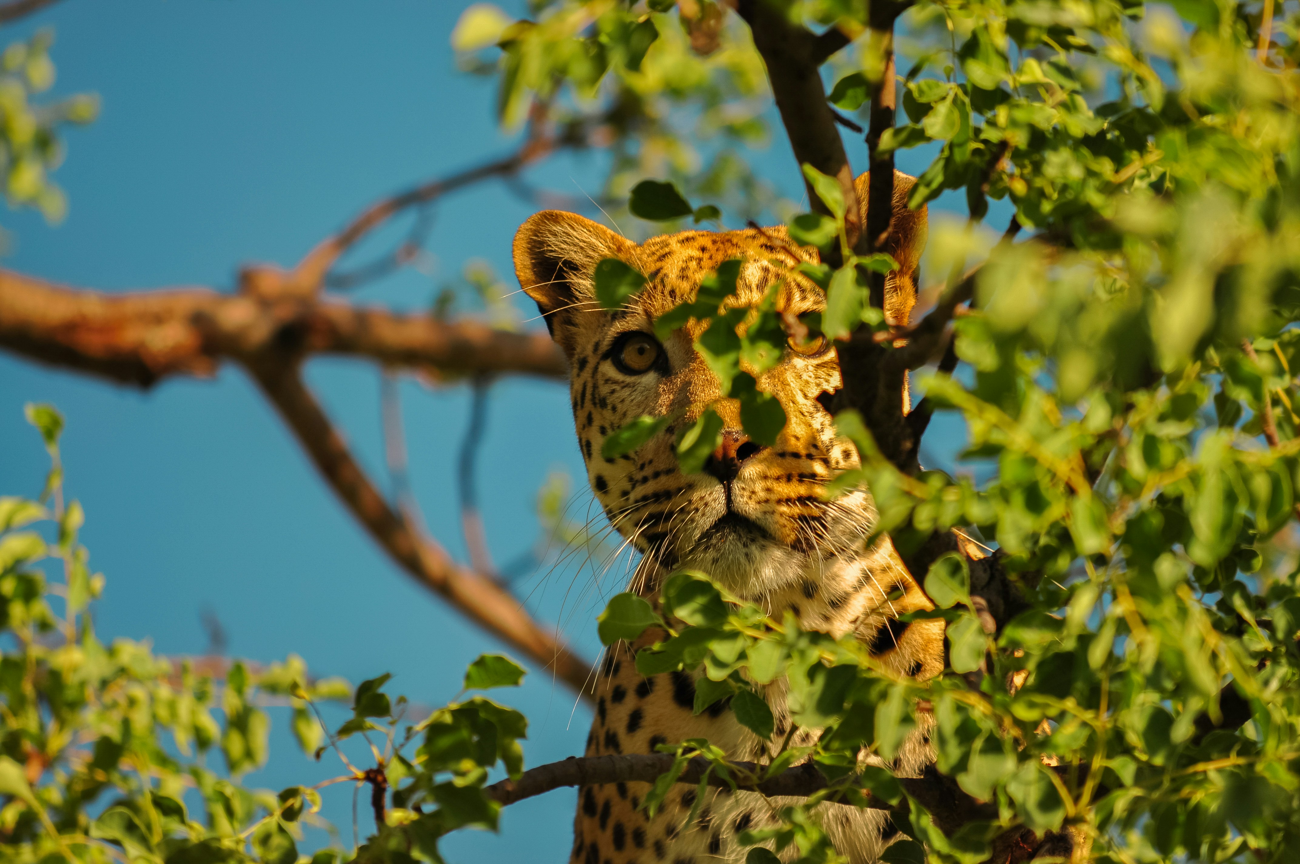 Camouflage: Becoming One with the Wild (image credits: unsplash)