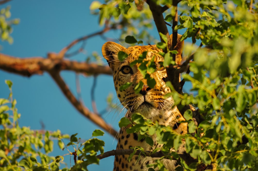 Un leopardo en un árbol