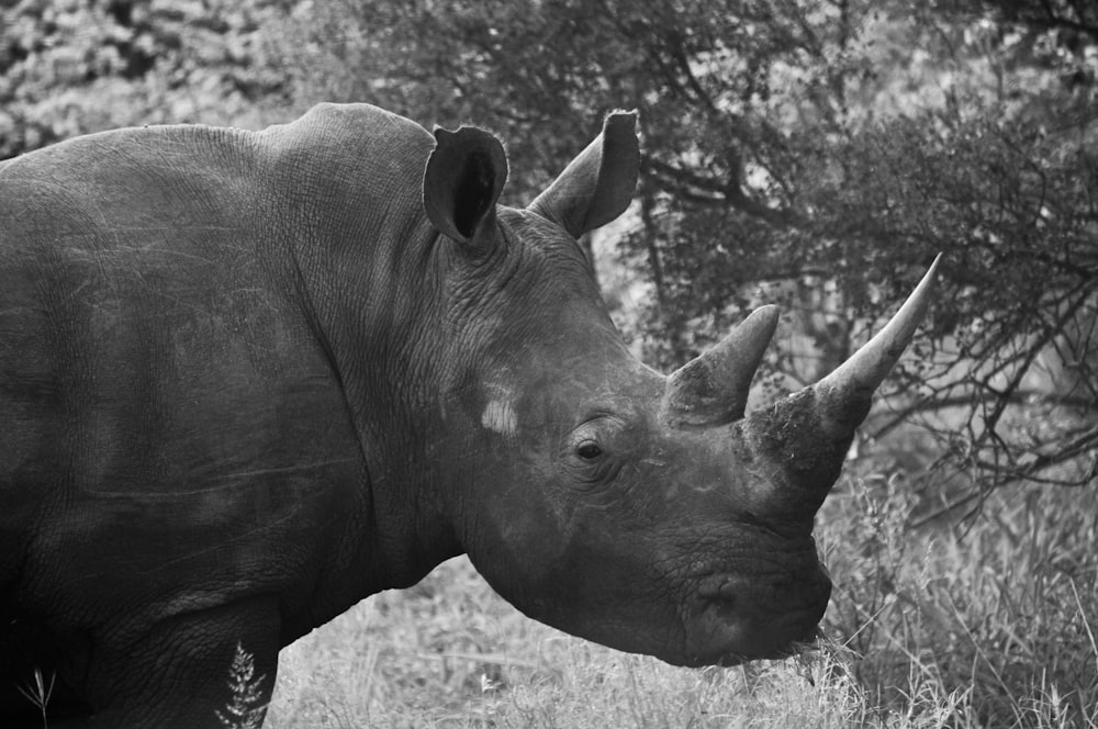 a rhinoceros standing in the grass